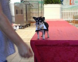 Pohai Nani Nursing Home visit and Fashion Show @ Pohai Nani Nursing Home