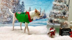 Club: Christmas Party
