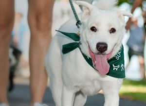 Hawaiian Humane Society Petwalk @ TBD
