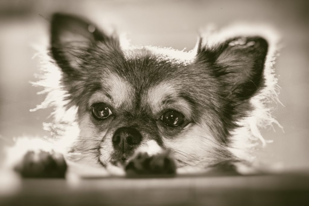 So You Want to Get a Chihuahua?
