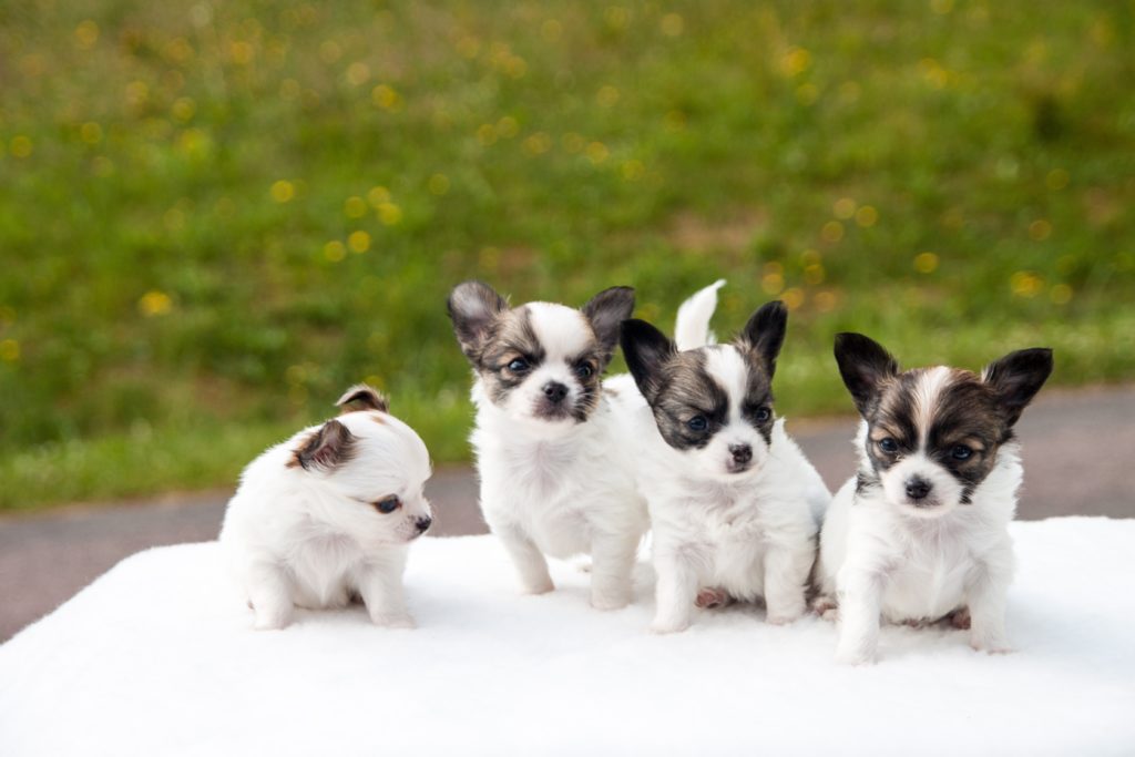 Choosing a Chihuahua Puppy