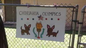 Chihuahua Olympics @ Nalowinds Boarding Kennel